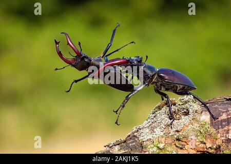 Dominant stag beetle holding defeated one in mandibles during a fight Stock Photo