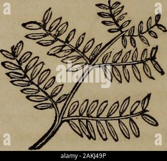 Botany of the Southern states . Pinnate leaf. Bipinnate leaf. independent of the others, but each secondary one forming alamina, and the primary vein becoming a common petiole forthem, we then shall have the type of the bipinnate leaf, as ex-hibited in Fig. 86. We may conceive this division to go on Fig. 87. Fig. 88. Stock Photo