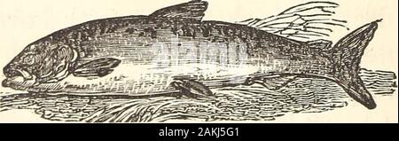Thrilling adventures among the Indians: comprising the most remarkable personal narratives of events in the early Indian wars, as well as of incidents in the recent Indian hostilities in Mexico and Texas . THE PERCH.. THE SALMON. Stock Photo