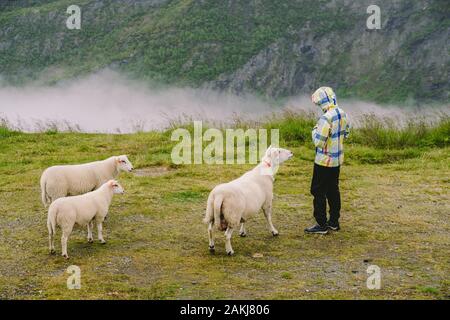 sheeps on a mountain farm on a cloudy day. A woman feeds a sheep in the mountains of norway. A tourist gives food to a sheep. Idyllic landscape of Stock Photo