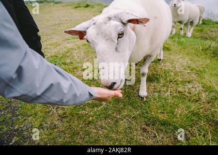 sheeps on a mountain farm on a cloudy day. A woman feeds a sheep in the mountains of norway. A tourist gives food to a sheep. Idyllic landscape of Stock Photo