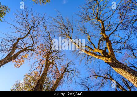 Autumn trees against the blue sky viewed from below Stock Photo