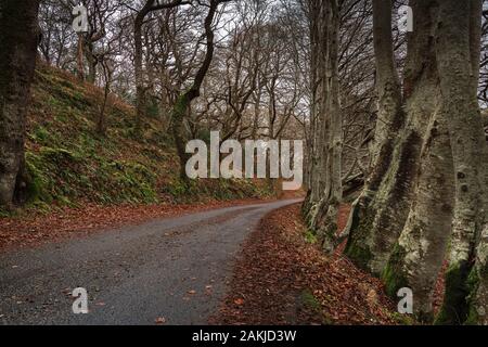 An avenue of European Beech or Common Beech, Fagus sylvatica, lining a single track road taken in winter near Plockton, Scotland. 29 December 2019 Stock Photo