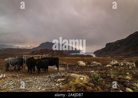 Galloway cattle being outwintered on rough moorland, feeding on hay at a ring feeder above Loch Maree in the Scottish Highlands. 30 December 2019 Stock Photo