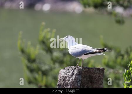 Common gull sitting on a rock on Finnish summer day in Helsinki Stock Photo