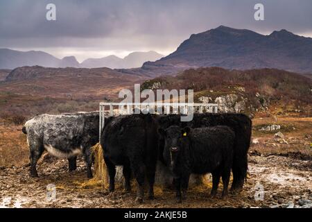 Galloway cattle being outwintered on rough moorland, feeding on hay at a ring feeder above Loch Maree in the Scottish Highlands. 30 December 2019 Stock Photo