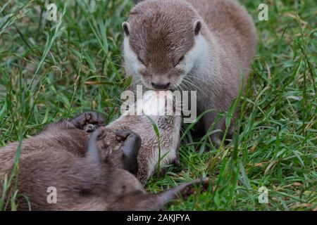 Two Asian small clawed otters (amblonyx cinerea) kissing Stock Photo