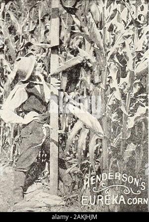 Henderson's wholesale catalogue for market gardeners and florists . HENDERSONS ? FARMERSMANUAL aKi up-to-date catalogue. descriptive and illustrated, of high-grade FARM SEEDS MAILED FREE -. BROOM CORN. Evergreen. Sow 8 to 10 lbs. peracre. Free from crooked brush and remainsgreen. Lb., 10c.; 100 lbs., $7.00. BUCKWHEAT. Japanese. Sow 1 bush, per acre.The best of all; early, largegrain; enorrnous yielder. Bush. (48 lbs.), $1,SO;10 bush., (u SI.70. CASTOR OIL PLANT. From which the Castor Oilof commerce is produced. ^4 lb., 20c.; lb., iOc. CARROT. Sow 4 lbs. per acre. Improved Long Orange. Enormous
