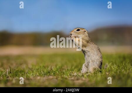 Hungry brown european ground squirrel sitting on green grass feeding himself on a piece of carrot. Sunny spring day. Blurry background with blue sky. Stock Photo