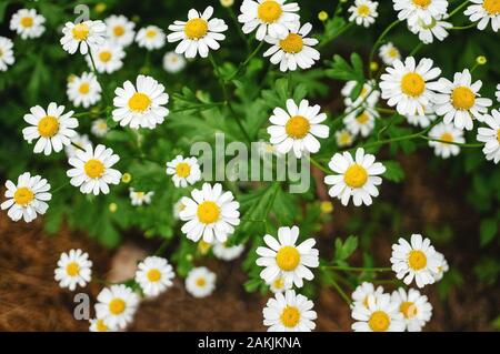 Small wild chamomile grows on a green meadow in the spring. Close-up, selective focus. Stock Photo