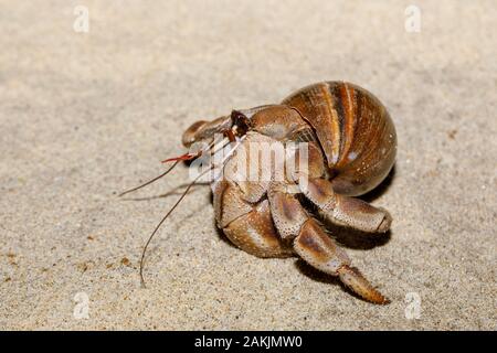 hermit crab on beach in snail shell, Farankaraina National Park rainforest, Madagascar wildlife and wilderness Stock Photo