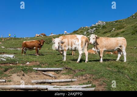 A group of free range cattle in alpine meadow - Ratitovec, Slovenia Stock Photo