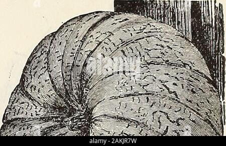 Henderson's wholesale catalogue for market gardeners and florists . SIR WALTER RALEIGH POTATO.. . Stock Photo