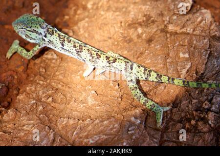 Safary in South Africa Stock Photo