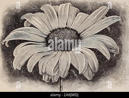 General list of high-grade seeds . 44 Germain Seed Company, 326-330 South Main St., Los Angeles, Cal. PERENNIALS, Continued. SHASTA DAISY. Pkt. CHRYSANTHEMUM frutescens (Paris. Daisy or Mar-guerite). B. White, yellow eye. Height 2 ft. . ?0 1ULeucanthemum hybriduin (Shasta Daisy). White,yellow center; flowers 4 inches in diameter; valu-able for cutting. Height 2 ft 1U Indicuni (Chinese). Mixed. Height 3 ft 10 Nanum (Pompone). Mixed. Height 2 ft 10 Japonicum (Japanese). Mixed. Height 3 ft 10 The last three kinds are the Chinese an dJapanesevarieties, so extensively grown and used during thefall Stock Photo