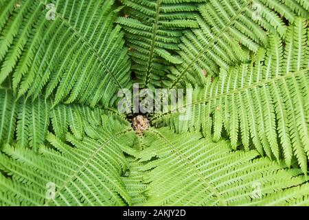 Green meghaphyll leaves or fronds of a large fern bush seen from above, highlighting it's center. Photographed in the moist, shady woodlands of Landgo Stock Photo