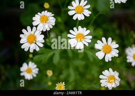 Small wild chamomile grows on a green meadow in the spring. Close-up, selective focus. Stock Photo