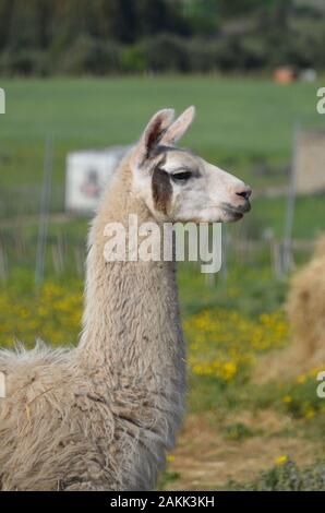 Llama lama in the zoo outdoors Stock Photo