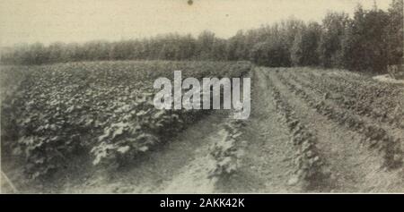 Review of reviews and world's work .   IRCINI  II Y I RM MAKING GOOD FARMERS OCT OF POOR ONES 567. S COTTON-FIELD. THE RESULTS OF DEMONSTRATION METHODS ARE SHOWN ONTHE LEFT. OF OLD METHODS ON THE RIGHT THIS MAP SHOWS HOW THE FARMERS OF A V ARE D BY THE dem .ration:&lt;k ; Stock Photo