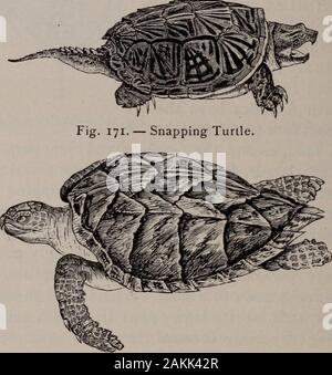 Natural history of animals; . Fig. 169.—Wood Tortoise. Fig. 170. — Box Turtle, shutup and on its back.. Fig. 172.— Hawkbill Turtle. The Sphargis, or Soft-shelled Sea Turtle, lives in thetropical regions of all oceans and has been found evenin the Mediterranean Sea. It is the largest of all theTurtles, sometimes weighing fifteen hundred pounds. CROCODILES AND ALLIGATORS: LIZARDS. WJ It is covered with a thick leather-like skin, instead of ahard shell, above the bony case. Crocodiles and Alligators. These Reptiles have a long body, long tail, teeth setin separate sockets, and a four-chambered he Stock Photo