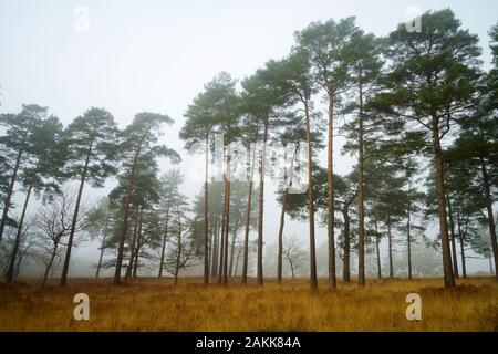 Scots pines Pinus sylvestris on a misty winter morning on Ashdown forest. Stock Photo