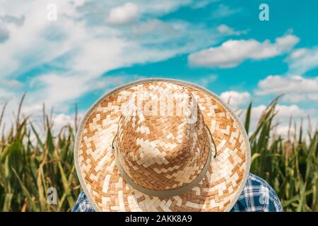 Corn farmer in cultivated maize field wearing protective straw hat on bright sunny day Stock Photo