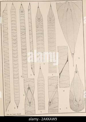 Atlas der Diatomaceen-Kunde . Vorläufige Erläuterungen zu efemill Atlas der Diatomaceenkunde. Tafel 316. Herausgegeben von Friedrich Hustedt, Bremen. Mai 1914. Vergrößerung 1000 fach, wem nichts bemerkt -W .jisit.rsir.t.tä-, .« 11 = schale mit Zwischenband-4 = a&5—7, 12. Atlantischer Ozean 1  4==250/i, 8—10-sO/i- . ? v saisondimorphismus? zean r. m. Dieselbe, var. longispma n. Dr. A. Schmidts Diatom. Atlas 316. J * O V ^S :s &gt; &gt; &gt; x l &lt; •: 1 x ? ? •   &lt;fe ll ofc* öS* &lt;* ATLAS DER DIATOMACEEN-KUNDE  1 J I 1«3 1 *»S | Heft ^hK H LEIPZIG. (). R. REISL AN D. 1 &gt;:&gt;- /,. D Stock Photo