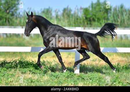Dark bay Akhal Teke stallion running in trot along white fence in summer paddock.In motion, side view. Stock Photo