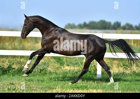 Dark bay Akhal Teke stallion running in fast gallop along white fence in summer paddock.In motion, side view. Stock Photo