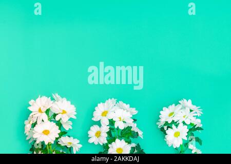 Spring or summer flat lay with white Chrysanthemums flowers on green paper background Stock Photo