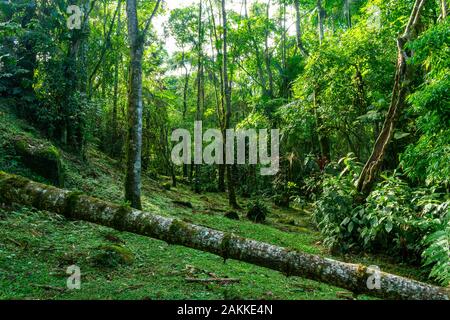Tropical trees and plants in the rainforest of Brazil Stock Photo