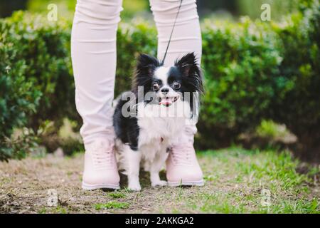 dog sitting at owners feet. Close up of chihuahua dog. Chihuahua dog guards the owner. Female legs and little funny long hair dog, black and white Stock Photo