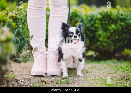 dog sitting at owners feet. Close up of chihuahua dog. Chihuahua dog guards the owner. Female legs and little funny long hair dog, black and white Stock Photo