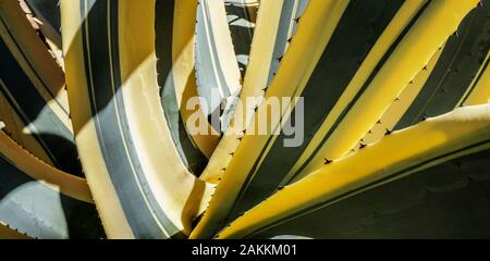 Closeup of Agave leaves Stock Photo