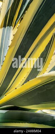 Closeup of Agave leaves Stock Photo