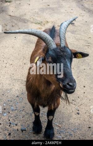 Pygmy goat (die zwergziege) in Wildpark an den Eichen (Game park at the oaks), Schweinfurt, Bavaria, Germany. Stock Photo