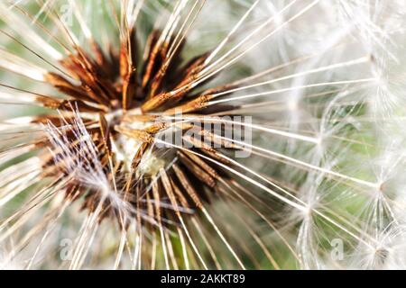 Dandelion seeds blowing in wind in summer field background. Change growth movement and direction concept. Inspirational natural floral spring or summer garden or park. Ecology nature landscape Stock Photo