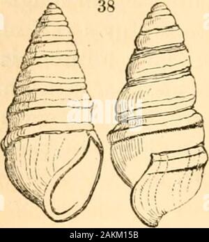 A treatise on malacology; or, Shells and shell fish . ^;- ^]Melanella. Pla.axis. I The use of the last, or additional column, which con-tains the genera of the entire sub-family, is chieflyfor the purpose of showing that Melatoma, while itpreserves its analogy to Pleurotoma, agrees also withPlanaxis in having the base notched, and with Mela-nella by its thickened inner lip. (187.) The next genus is that of Cerithidea. Wehave now come to the cyclostiform type, which, withthe elongate form of Scalaria, has an effuse and circularaperture, with the outer lip dilated into a broad fringe,and a very Stock Photo