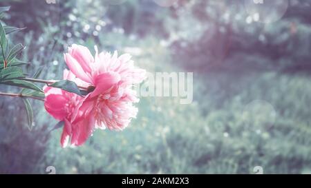 A beautiful pink peony flower is growing in the garden on a blurred background. Copy space. Toned. Stock Photo