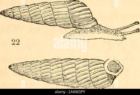 A treatise on malacology; or, Shells and shell fish . 68 SHELLS AND SHELL-FISH. PART 1.. be observed, that in the strongly sculptured ridges ofmost of the species, a nearer approach is made to thecoronated Geomitra {fig, 20.), than to any other landshell. The last sub-genus to be noticed was longago characterised by the masterly pen and pencil ofGuilding, but seemingly overlooked by our concholo-gists ; it is his Siphonostotna *, and is distinguished atonce both by the animal and its shell (S. cosfata Guild.,fig. 22.). The foot is remarkably short, while the spire of the shell is deci- duous, Stock Photo