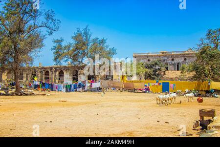 Herd of goats on a typical dusty yard in Goree, Senegal. It's near Dakar, Africa. The goats eat food from the avalanche on the ground and behind them Stock Photo