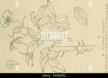 Transactions of the Natural History Society of Northumberland, Durham, and Newcastle-upon-Tyne . —Organic Evolution. LuNDSTROM— Kastriringsforsok med Rosa-former. Svensk. Bot. Tidskr., Bd. 3, pp. (i5^-(i6), 1909.Morgan—Physical Basis of Heredity. Philadelphia and London, 1919.RosTRUP— Flora of the Faroe Lslands. Dansk. Bot. Tidsskrift, Vol. IV., pp. 5-109, 1S70. SiANDLSH— What is happening to the Hawthorns ? J^ourn.Hered., Vol. 7, pp. 266-279, 1916. Strassburger—• Die Apogamie der Eualchemillen undallgemeine Gesichtspunkte, die sich aus ihrergeben. J^ahrb. tvissen. Bot., 1904. Smith—Flora Brit Stock Photo