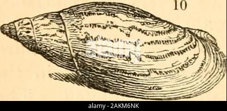 A treatise on malacology; or, Shells and shell fish . ry ef-fuse ; and the spire very short, but pointed. Lastly comesthe Voluta magnificaandfulgetrum[, where we once morehave the egg-shaped and inflated form of the melons,together with their very thick apex, totally differentfrom that of the Voluta ancilla, Sec, with which authorshave hitherto placed it. The Voluta olla and ruhiginosafollow this type, and blend it, in the most perfect manner,with those we first enumerated. (95.) The passage from Voluta to our nextgenus, Cymbiola, is opened by the rare V. mitis ofLamarck; which, by its general Stock Photo