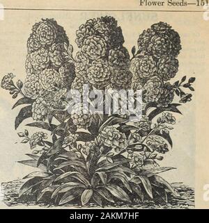 The Maule seed book : 1917 . Stocks, Giant Bismarck. 1749 GIANT WHITE BISMARCK. The plant In bloom forms apyramid 2]/^ feet high, the upper half being a mass of fragrant, snowywhite double flowers, of extra large size. Packet, 15 cents. J750 GIANT YELLOW BISMARCK. Of the same robust andpyramidal hublt as above, with long stalks of large, pure canary-yellowflowers. Fine for cut flowers. Packet, 15 cents. 1746 ABUNDANCE. The plant Is Of dwarf growth, and producesan extraordinary profusion of bloom. Instead of the central floweringspikes pushing upward. It divides Itself Into 12 or 15 sturdy bran Stock Photo