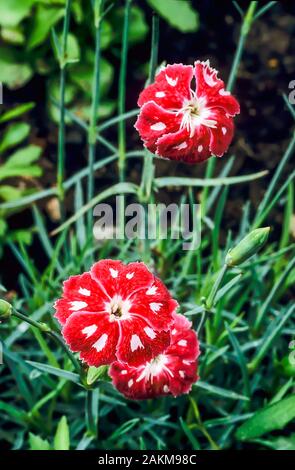 Dianthus Queen of Henri a semi double red and white flower. An evergreen perennial that flowers in early summer and is fully hardy. Stock Photo