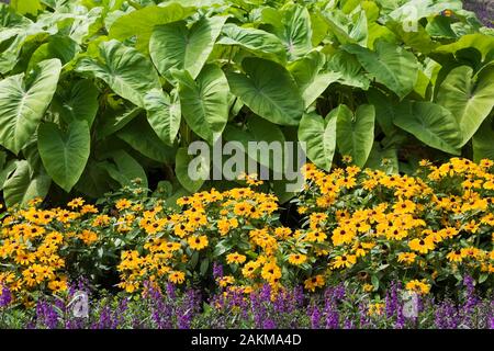 Purple Angelonia angustifolia 'Serena Purple' - Summer Snapdragon, yellow Rudbeckia hirta 'Tiger Eye Gold' - Black-eyed Susans and Colocasia Stock Photo