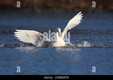 A domestic white goose flapping it's wings on a pond in winter Stock Photo