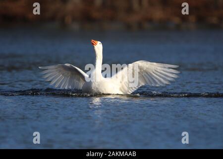 A domestic white goose flapping it's wings on a pond in winter Stock Photo