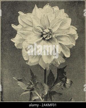 Bright Pink Dahlia with white edged Petals Stock Photo - Alamy