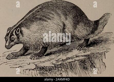 Natural history of animals; . Fig. 52. — Skunk.. Fig- 53- — American Badger. FLESH-EATERS 35 Stock Photo